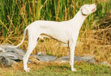 Top Dog Breeds that Originated in Tamil Nadu: A Rich Cultural Heritage